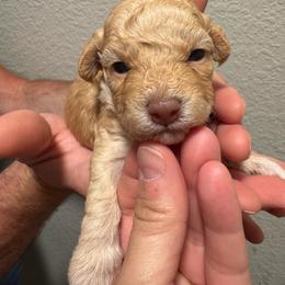 Gatsby - Apricot male Maltipoo puppy in Mabelvale, Arkansas from Durham's Designer Poos