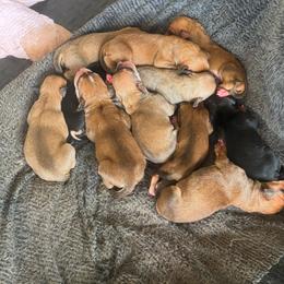 German Shepherd Puppies from Mission K9