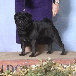 Primer - Pug