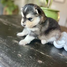 Driggs - Black and white male Pomsky puppy in Rathdrum, Idaho from Smart Pomskies and Frenchies