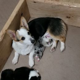 Kirby - Pembroke Welsh Corgi