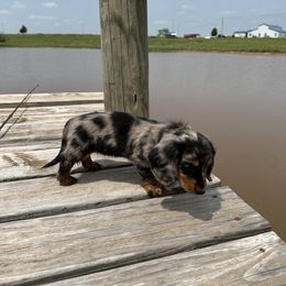 Dachshund Puppies from 4B Dachshunds
