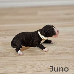 Juno - Brown female Bernedoodle puppy in Guthrie, Oklahoma from Edmond Doodles, LLC
