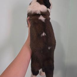 Griffon - Mahogany and white male Saint Bernard puppy in Brandon, South Dakota from Split Rock Saints