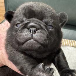 Black Girl with Small White Patch - Black female Pug puppy in Troutman, North Carolina from Ohana Pugs
