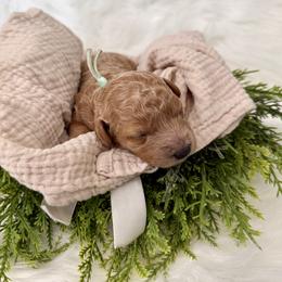 Goldendoodle Puppies from Luna & Willow Goldendoodle Paws 🐾