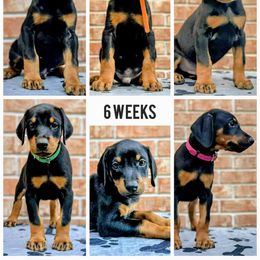 Red Collar - Black and rust male Doberman Pinscher puppy in Austin, Texas from Tycho's Dobermans