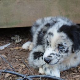Australian Shepherd Puppies from Moss' Cross Creek Aussie’s