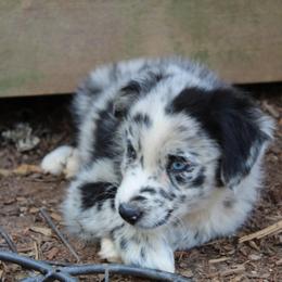 Australian Shepherd Puppies from Moss' Cross Creek Aussie’s