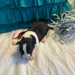Madison - Black and white female Border Collie puppy in Henagar, Alabama from Ridge Kap Border Collies