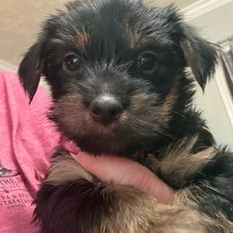 Silver collar - Black and tan male Yorkshire Terrier puppy in Enoree, South Carolina from Gone to the Dogs Kennel