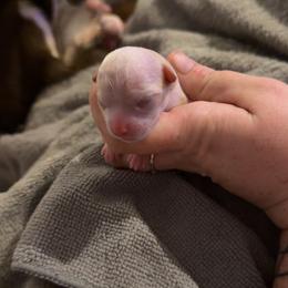 Valentine - Fawn female Chihuahua puppy in Austin, Indiana from Dog Bones N Harmony