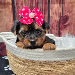 Callie - Blue and gold female Yorkshire Terrier puppy in Monticello, Iowa from Ashley’s Puppies