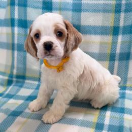 Finch - Red and white male Cocker Spaniel puppy in Delphi, Indiana from Benchmark Cockers