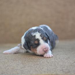 Light blue collar female - Grey and white female Bernedoodle puppy in Scottsboro, Alabama from Dixie Land Doodles