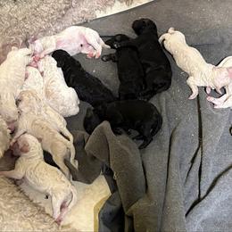 Prince - White male Poodle puppy in Ormond Beach, Florida from Shooting Star Standard Poodles