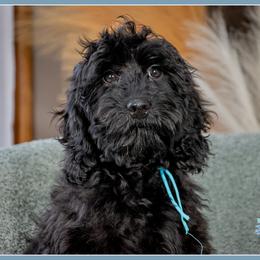 Sarge - Black male Cockapoo puppy in Connersville, Indiana from Deaz Doodle Ranch
