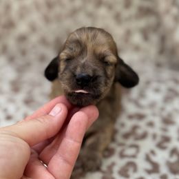 Boy 1 - Brindle male Dachshund puppy in Wichita, Kansas from Rustic Dachshunds