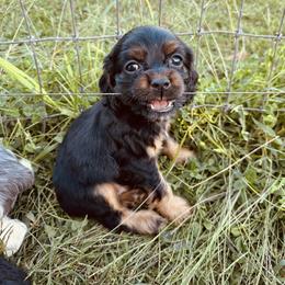 Boy 2 - Grey - Black white and tan male Cocker Spaniel puppy in Ellenboro, North Carolina from Chantels Spaniels