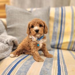 Cavapoo and Dachshund Puppies from Barnyard Dachshunds, Dals & Doodles