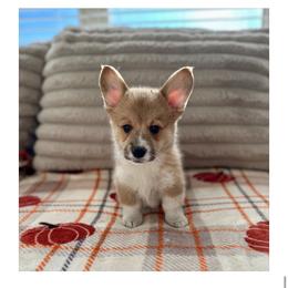 Winston (Winnie) - Sable male Pembroke Welsh Corgi puppy in Urbana, Ohio from Edgewood Farm and Kennel