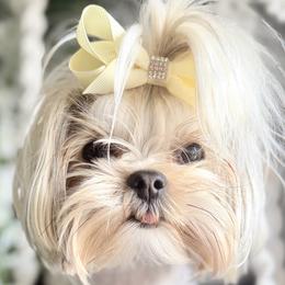 Biewer Terriers, Morkies, and Yorkshire Terriers from Kimora’s Kreation’s Kennel