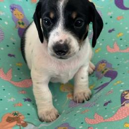 Padme for Stephanie - Piebald female Dachshund puppy in Staley, North Carolina from Langley Farms Dachshunds