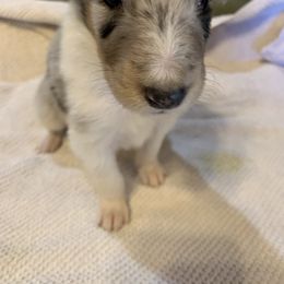 Collie Puppies from ColliesOklahoma