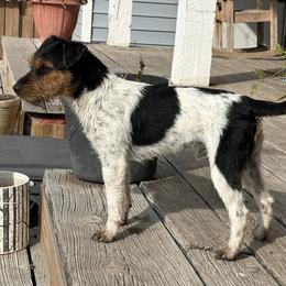 Hoist - Jack Russell Terrier
