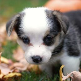Pembroke Welsh Corgis from Abby corgis