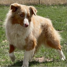 Riggen - Red merle female Miniature Australian Shepherd puppy in Kim, Colorado from KNJ Aussies