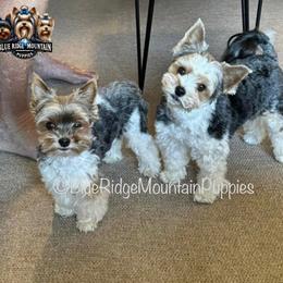 Biewer Terrier, Maltese, Morkie, and Yorkshire Terrier Puppies from Miniature Blessings