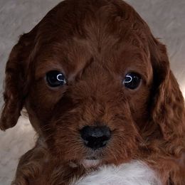 Ginger (F1b) - Brown female Cavapoo puppy in Centerton, Arkansas from Velvet Paws Cavapoos