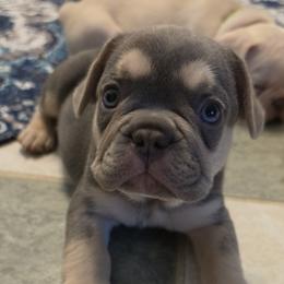 Boy 5 - Black and tan male French Bulldog puppy in Silver Springs, Florida from Laura Bryce