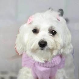 Diamond - Maltese