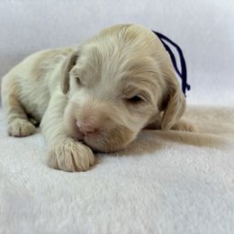 Tuesday - Buff and white female Cockapoo puppy in Adrian, Oregon from ApplebyFarm