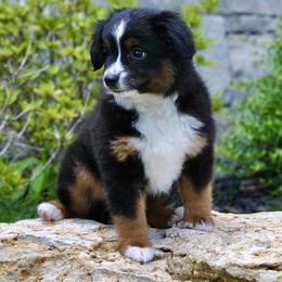 SLATE - male Toy Australian Shepherd puppy in Bixby, Oklahoma from Roeboat Aussies