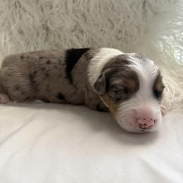 Willow - Blue merle male Australian Shepherd puppy in Mesa, Arizona from Four Peaks Aussies