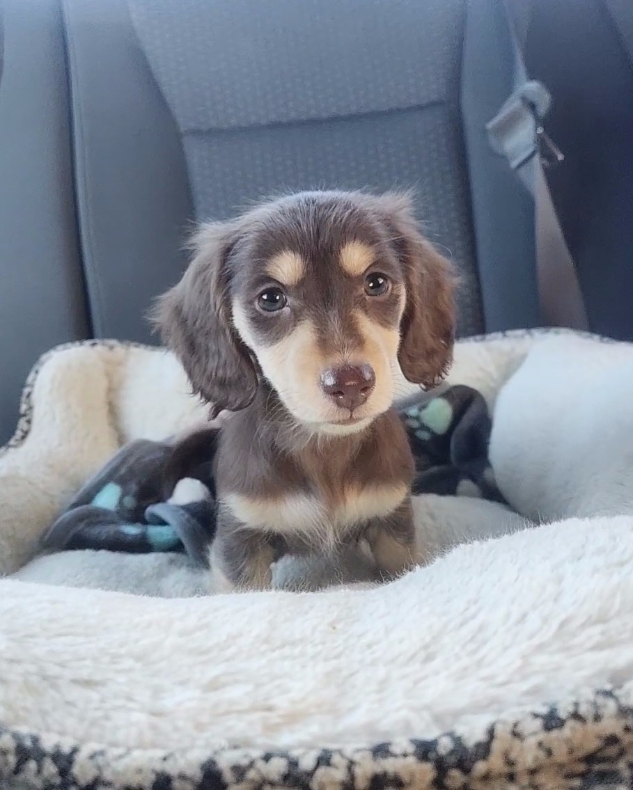 Dachshund Puppies from Katie Light