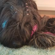 Briard Puppies from Sendero Briards
