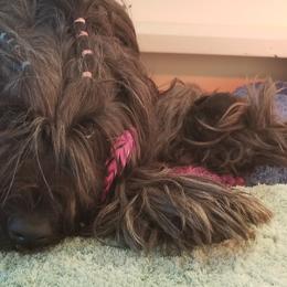 Briard Puppies from Sendero Briards