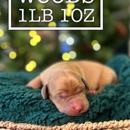 Woods - Yellow male Labrador Retriever puppy in Puyallup, Washington from 12 Door Farm Labradors