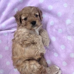 Cavalier King Charles Spaniel and Cavapoo Puppies from Cavalier Girls