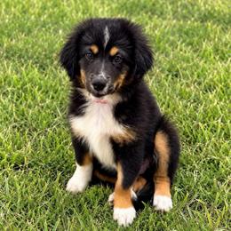 Red - Black tri male Miniature Australian Shepherd puppy in 32046, Florida from River Hill Ranch