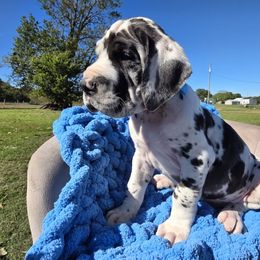 Lip - Harlequin male Great Dane puppy in Granby, Missouri from HCR Great Danes