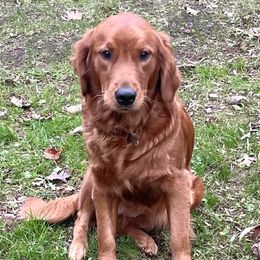 Ember - Goldendoodle