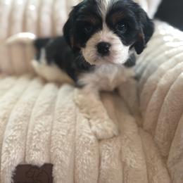Willie - Tri-color male Cavalier King Charles Spaniel puppy in Wilton, California from Becky's Cavalier King Charles Spaniels