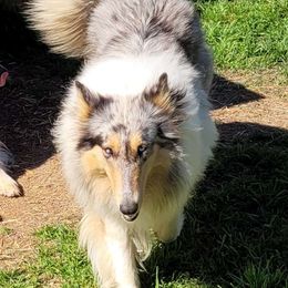 Winter - Collie
