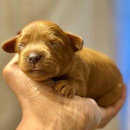 Magenta Collar - Red female Cavapoo puppy in Palm Beach County, Florida from Benji’s Cockapoos