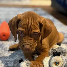 Duke - Golden rust male Vizsla puppy in Dundee, Iowa from CBJ Vizslas